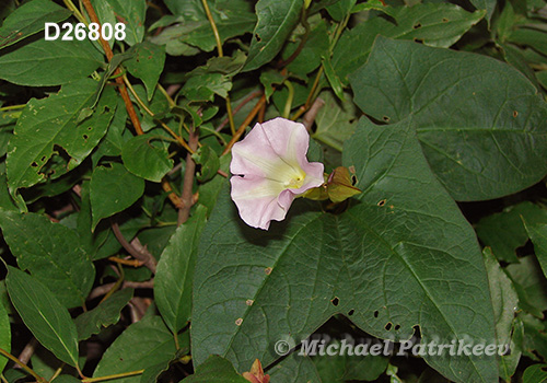 Hedge False Bindweed (Calystegia sepium)